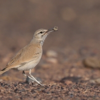 Skowron pustynny - Alaemon alaudipes - Greater Hoopoe-Lark