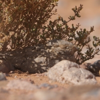Lelek egipski - Caprimulgus aegyptius  - Egyptian Nightjar