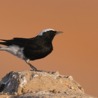 Białorzytka saharyjska - Oenanthe leucopyga - White-tailed Wheatear