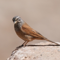 Trznadel saharyjski - House Bunting