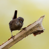 Strzyżyk - Eurasian Wren