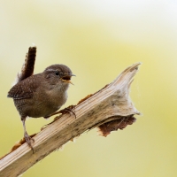 Strzyżyk - Eurasian Wren