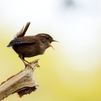 Strzyżyk - Eurasian Wren