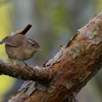 Strzyżyk - Eurasian Wren