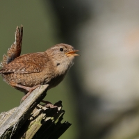 Strzyżyk - Eurasian Wren