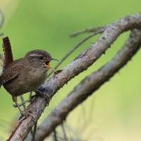Strzyżyk - Eurasian Wren