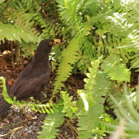 Kos - Common Blackbird