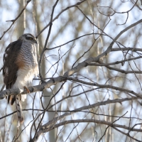 Krogulec - Eurasian Sparrowhawk