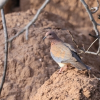 Synogarlica senegalska - Laughing Dove