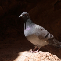 Gołąb skalny - Rock Pigeon