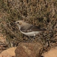 Białorzytka maghrebska - Western Mourning Wheatear
