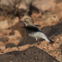 Białorzytka maghrebska - Western Mourning Wheatear