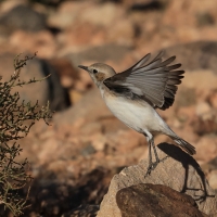 Białorzytka maghrebska - Western Mourning Wheatear