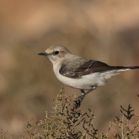 Białorzytka maghrebska - Western Mourning Wheatear