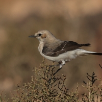 Białorzytka maghrebska - Western Mourning Wheatear