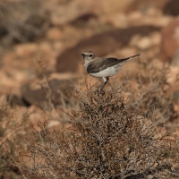 Białorzytka maghrebska - Western Mourning Wheatear