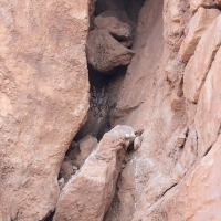 Puchacz pustynny - Pharaoh Eagle-Owl 