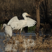 Czapla złotawa - Western Cattle Egret