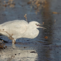 Czapla nadobna - Little Egret