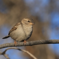 Wróbel - House Sparrow