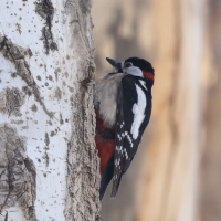 Dzięcioł duży - Great Spotted Woodpecker