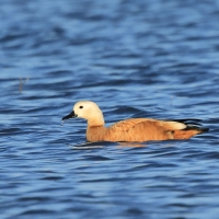 Kazarka rdzawa - Ruddy Shelduck