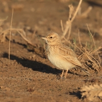 Dzierlatka iberyjska  Thekla's Lark