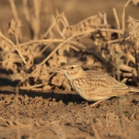 Dzierlatka iberyjska  Thekla's Lark