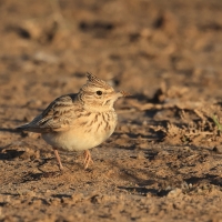 Dzierlatka iberyjska  Thekla's Lark