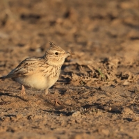 Dzierlatka iberyjska  Thekla's Lark