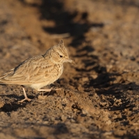 Dzierlatka iberyjska  Thekla's Lark