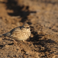 Dzierlatka iberyjska  Thekla's Lark