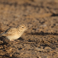Dzierlatka iberyjska  Thekla's Lark
