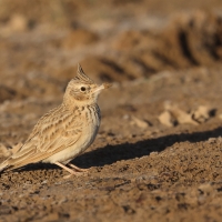 Dzierlatka iberyjska  Thekla's Lark