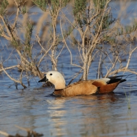 Kazarka rdzawa - Ruddy Shelduck