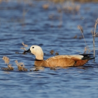 Kazarka rdzawa - Ruddy Shelduck