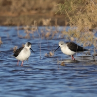 Szczudłak zwyczajny - Black-winged Stilt
