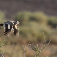 Skowroniak - Thick-billed Lark