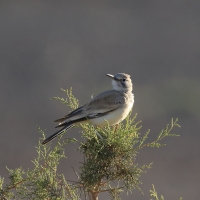 Skowron pustynny - Alaemon alaudipes - Greater Hoopoe-Lark