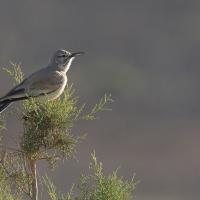 Skowron pustynny - Alaemon alaudipes - Greater Hoopoe-Lark