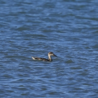 Marmurka - Marbled Teal