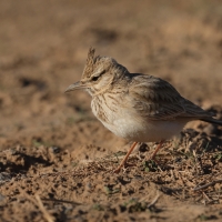 Dzierlatka iberyjska  Thekla's Lark