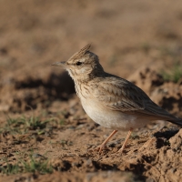 Dzierlatka iberyjska - Thekla's Lark