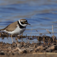Sieweczka rzeczna - Little Ringed Plover