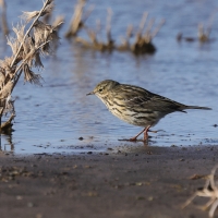 Świergotek łąkowy - Meadow Pipit