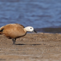 Kazarka rdzawa - Ruddy Shelduck