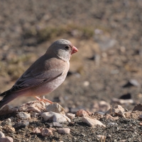 Gilak pustynny - Trumpeter Finch