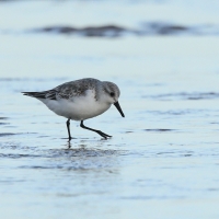 Piaskowiec - Kittlitz's Plover
