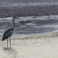 Czapla siwa - Grey Heron