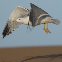 Mewa romańska - Yellow-legged Gull